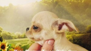 ЛУЧШИЕ щенки ЧИХУАХУА для Вас 25.07.25 #купить_щенка_чихуахуа_продаю 89215950848