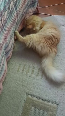 За мышью 😋🐁