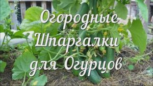 Огородные Шпаргалки для Огурцов