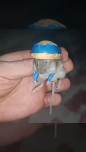 На Покровском направлении боец ВСУ добровольно сдался в плен.