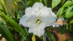 05-08-2025.Дача.Гиппеаструмы начинают распускаться.Сажаю черенки гортензии.