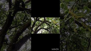 Ощущаю как меняется климат, но яблони выстояли