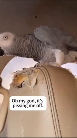 VID_20250726_210705_416.mp4