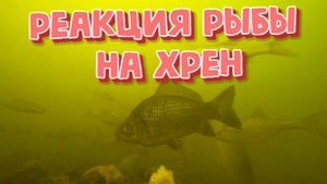 Реакция рыбы на Хрен ( подводная съемка)