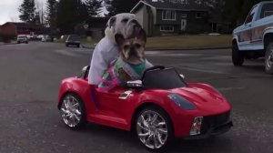 Альфонс с бабушкой из высшего общества🚘😂