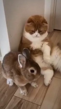 Кот и кролик