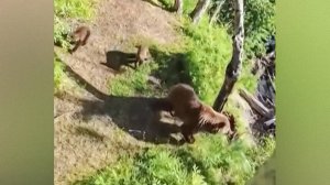Житель Камчатки встретил в лесу медведей и забрался на дерево