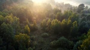 Релакс | Звуки природы | Для сна | Медитация | Спокойный сон