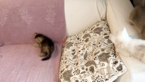 Котята кошки Кайли и котика Маню.