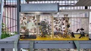 Птичий рынок на Ленинском базаре Новосибирска