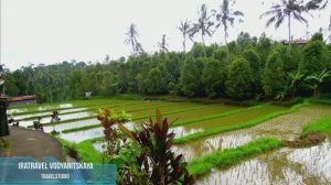 Отдых на Острове Бали .Индонезия . Петушинные бои  .  Экскурсии самостоятельно