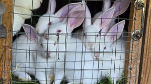 Паноны растут быстро