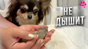 Щенок родился без признаков жизни. Битва за жизнь новорожденного щенка на глазах его мамы!
