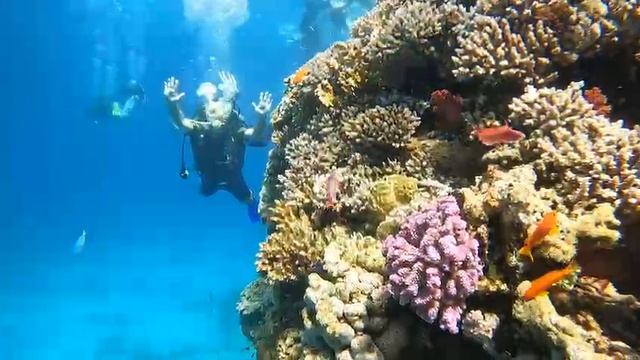 ЕГИПЕТ-2025-ПОД-ВОДОЙ-КОРАЛЛЫ смотреть онлайн