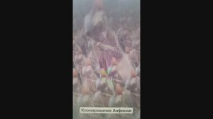 Сфинкс Анфиса, её клонирование)
#сфинкс#животныеиприрода#развлечения#домашниепитомцы#клонкошки