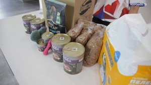 «Дай лапу»: неравнодушные королёвцы помогают бездомным животным