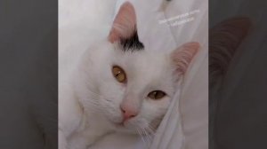 кот волшебник