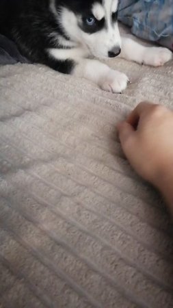 VID_20240819_142650.mp4
