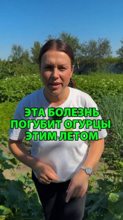 Эта болезнь погубит огурцы летом