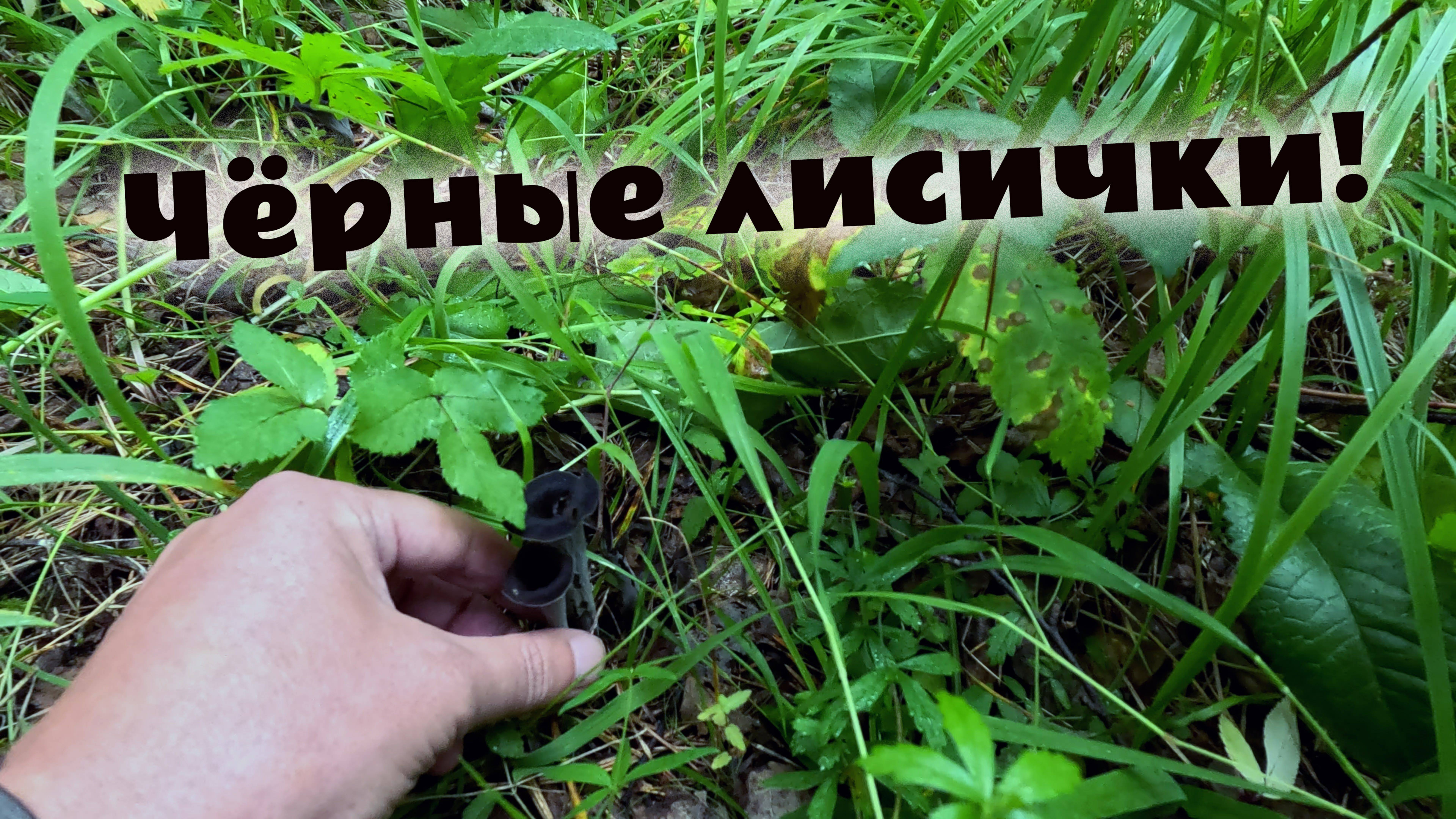 Чёрные лисички маслята рыжики красноголовики и лисички в летнем лесу. Грибной сезон близко.