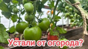 ПОЛИВАЮ ЭТИМ ОГОРОД и НЕТ НИКАКИХ БОЛЕЗНЕЙ. Помогает от фитофторы и не только.