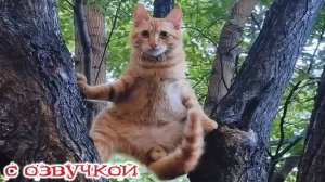 Приколы с котами! С ОЗВУЧКОЙ! Смешные коты! САМЫЕ СМЕШНЫЕ ЖИВОТНЫЕ! РЖАКА!