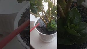 Полив цветов