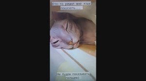 Сфинкс Анфиса показывает нам язык))
#сфинкс#развлечения#домашниепитомцы#животныеиприрода