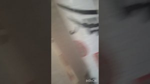 ловим соседского кота неудачная попытка