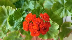 Болезни на Пеларгонии Герани как с этим бороться?