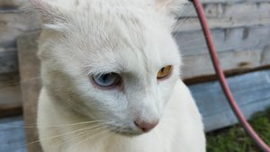 Жарим шашлыки, Дарки помогает 26-07-2025