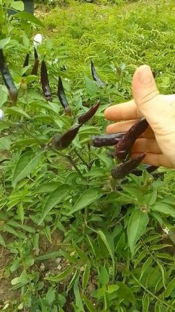 Сладкий Фиолетовый Японский Чили Перец Мурасаки Тогараши Ямато