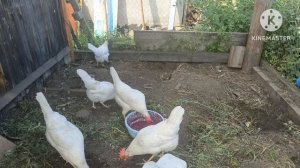 жаркое лето на даче.mp4