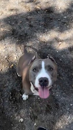 Собака друг человека, amstaff