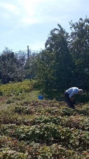 Труд на свежем воздухе, июль 25 года