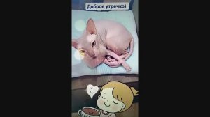Сфинкс  Анфиса, с добрым утром!))
#сфинкс#развлечения#домашниепитомцы#животныеиприрода