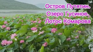 Остров Путятин.Лотос Комарова зацвел. Озеро Гусиное. Красотища.Прогулка на остров, тянет туда меня