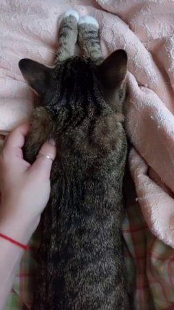 Кото - массаж любимому питомцу