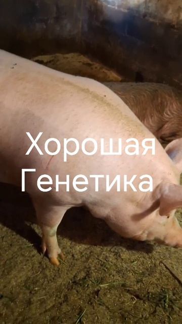 Хорошая генетика и правильный подход творят чудеса в свиноводстве смотреть онлайн