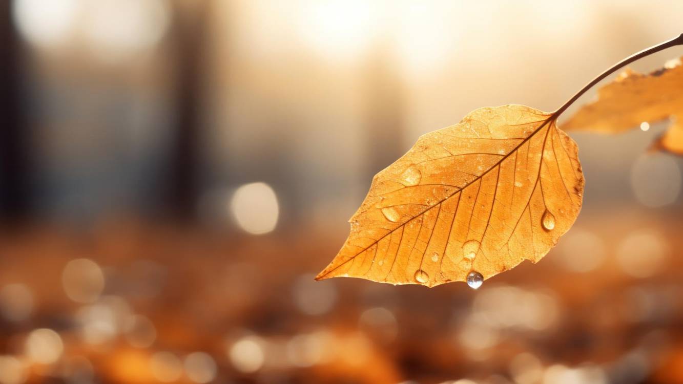 Шаги по осенней листве в лесу. И прогулка в парке. 3 сентября! Дежавю. 🍂 смотреть онлайн