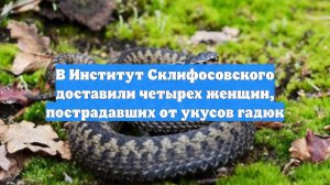 В Институт Склифосовского доставили четырех женщин, пострадавших от укусов гадюк