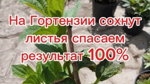 🌿Краевой ожог листьев Гортензии спасаем результат 100%!!!🌿