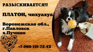 Пропала собака! ПЛАТОН. Чихуахуа. Воронежская обл,  г. Павловск, х. Пучино