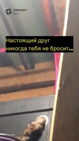 Настоящий друг