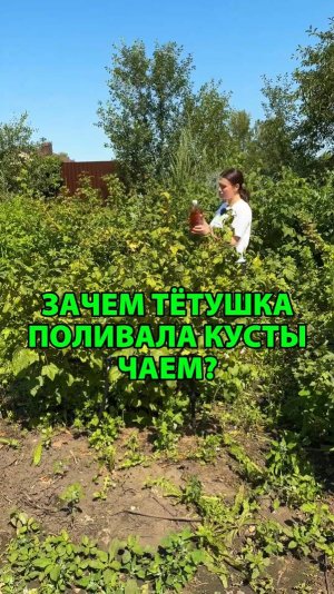 Зачем тётушка поливала кусты чаем?