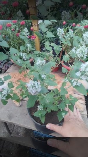 Одна из спрашиваемых культур: Мелисса " Лимон" !