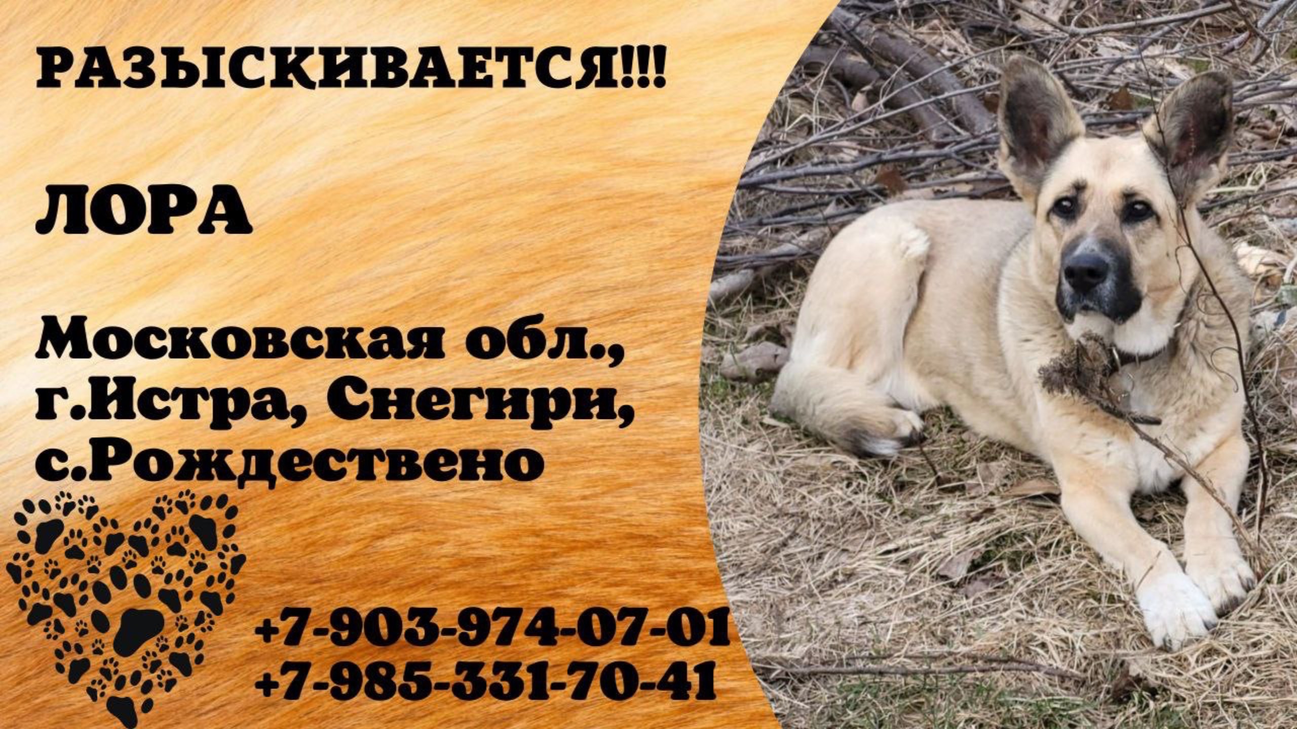 Пропала собака! ЛОРА. Московская обл., г.Истра.