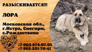 Пропала собака! ЛОРА. Московская обл., г.Истра.