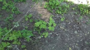 Бесплатное электричество из земли и старого радиатора