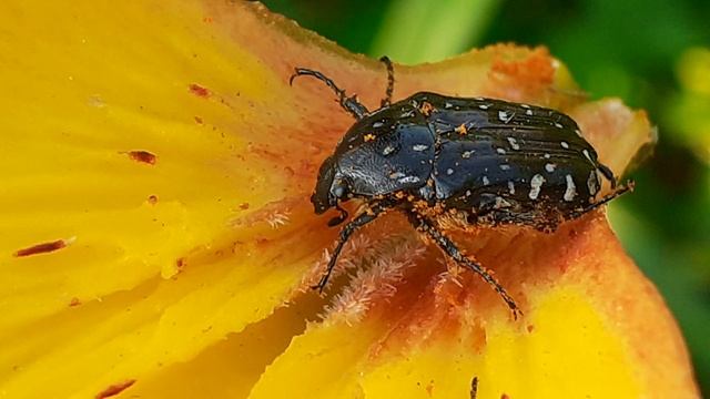 Бронзовка вонючая (Oxythyrea funesta) — жук из семейства пластинчатоусых.